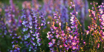 Natural and certified organic flowers