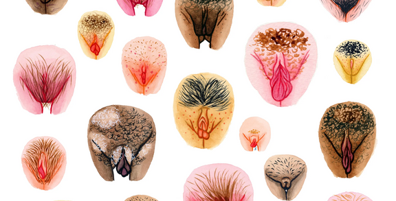Pencil drawing of several vulvas in different shapes and sizes