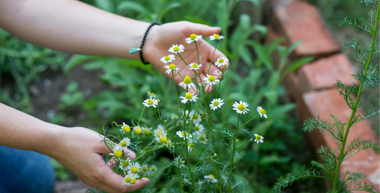 Hands holding organic flowers