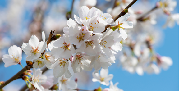 Spring blossom against blue sky