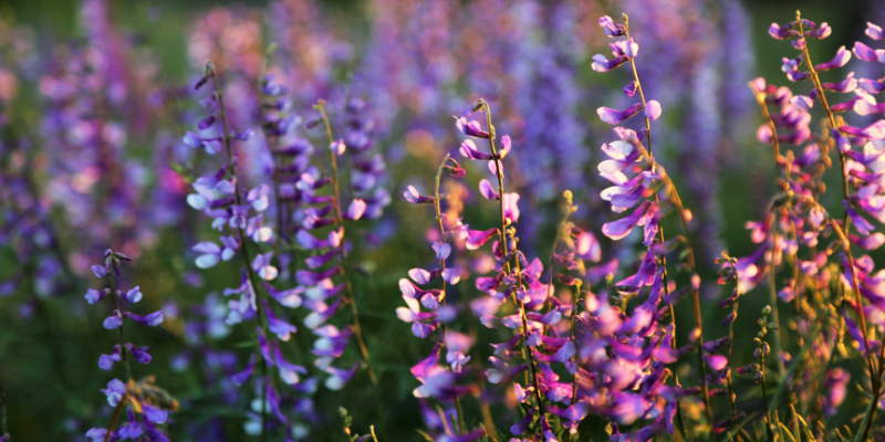 Natural and certified organic flowers