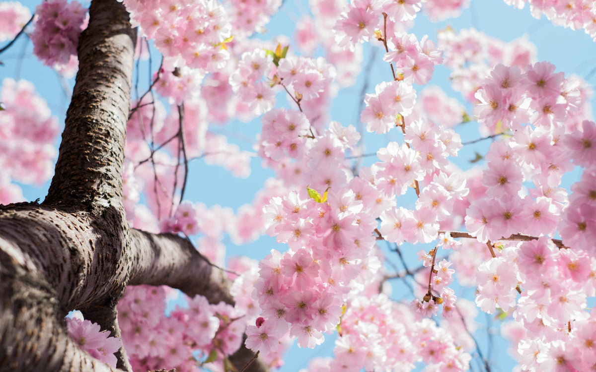 Spring Clean Your Intimate Health