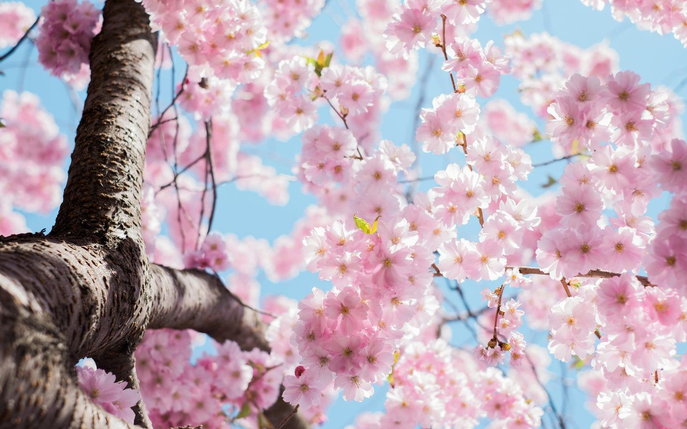 Spring Clean Your Intimate Health