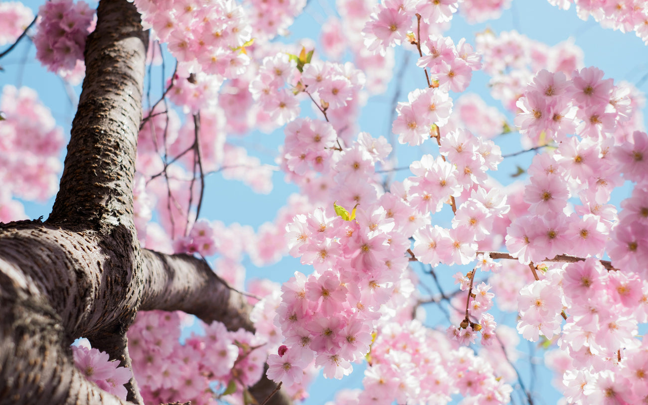 Spring Clean Your Intimate Health